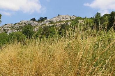 Auxey-Durresses Les Rouchottes Vineyard